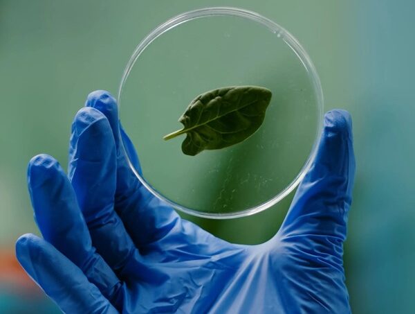 المزايا البيئية لاستخدام البولي إيثيلين الحيوي