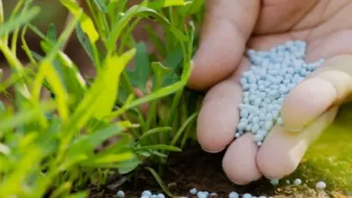 الدول الكبرى المصدرة للفوسفات