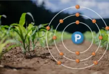 خصائص خام الفوسفات