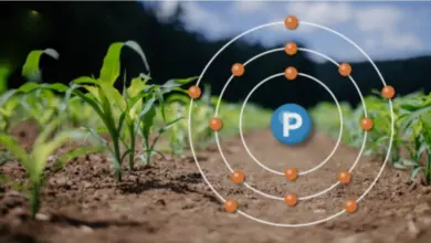 خصائص خام الفوسفات