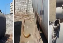 هيئة البترول تكثف الحملات الرقابية على المنتجات البترولية والبوتاجاز بجميع المحافظات