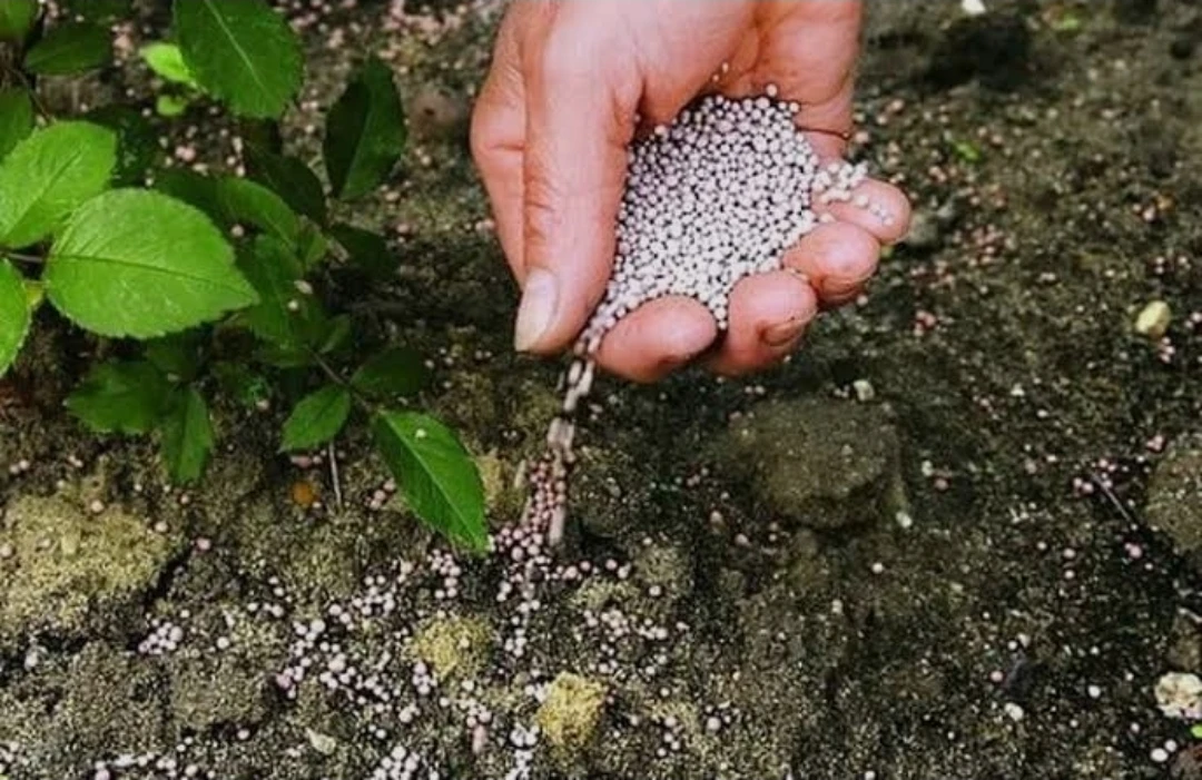صناعة الفوسفات